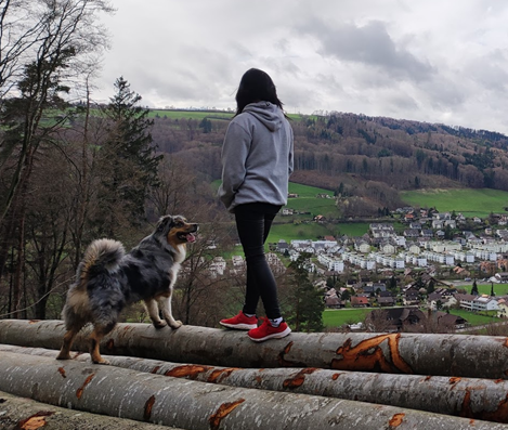 welpen hundeschule